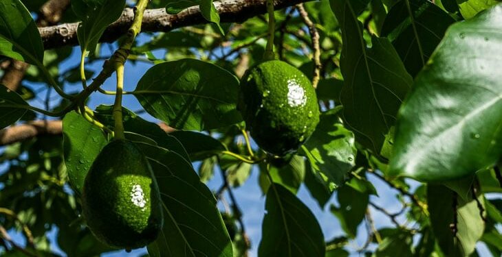 Où placer un avocatier ?
