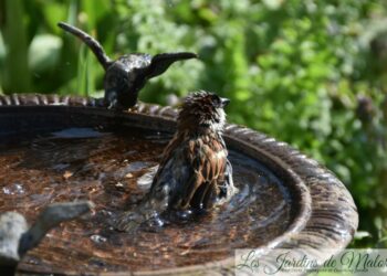 Où placer un bain d'oiseaux ?