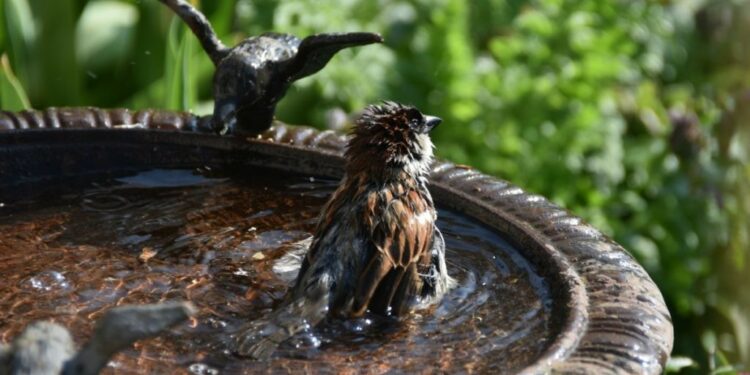 Où placer un bain d'oiseaux ?