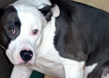 Où placer un chien qui a mordu ?