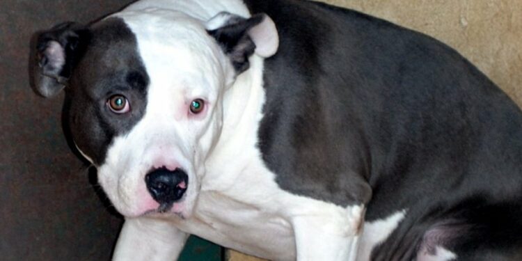 Où placer un chien qui a mordu ?