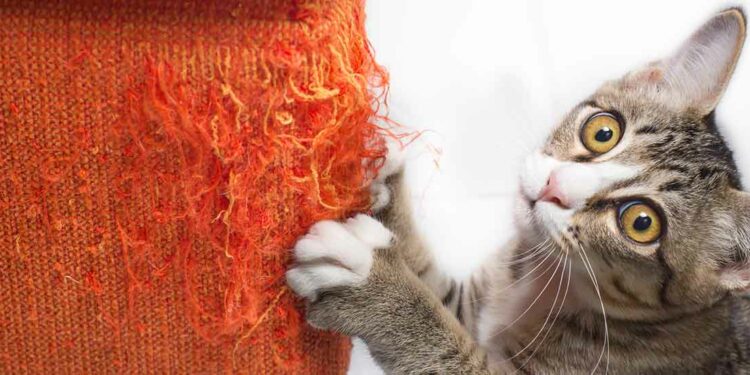 Où placer un griffoir pour chat ?