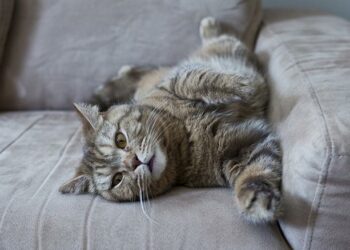 Où placer un griffoir pour chat ?