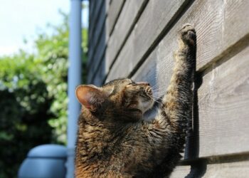 Où placer un griffoir pour chat ?