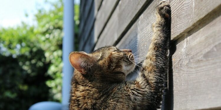 Où placer un griffoir pour chat ?