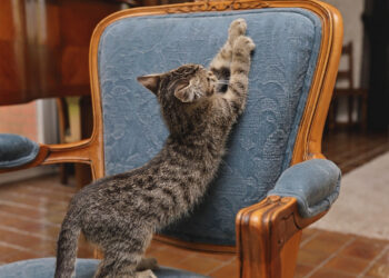 Où placer un griffoir pour chat ?