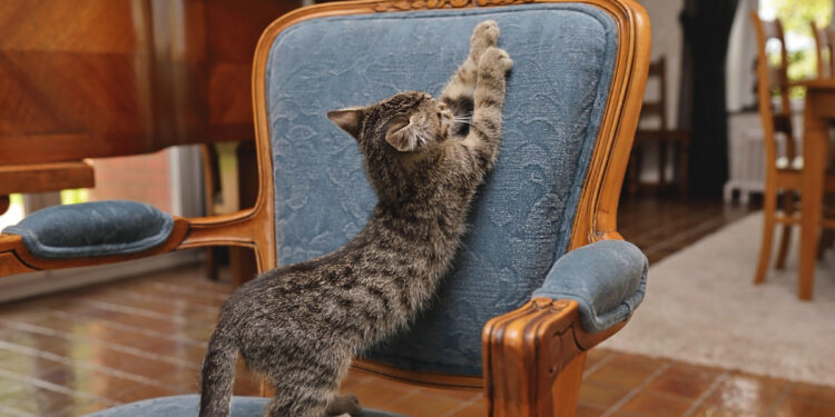 Où placer un griffoir pour chat ?