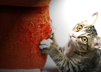 Où placer un griffoir pour chat ?