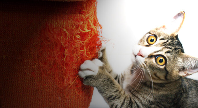 Où placer un griffoir pour chat ?