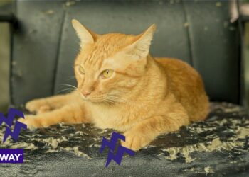 Où placer un griffoir pour chat ?