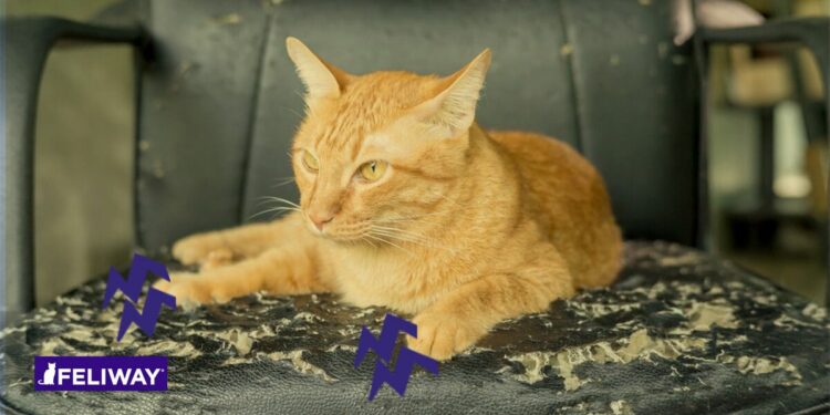 Où placer un griffoir pour chat ?