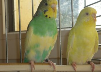 Où placer un nid dans une cage de perruche ?