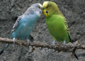 Où placer un nid dans une cage de perruche ?