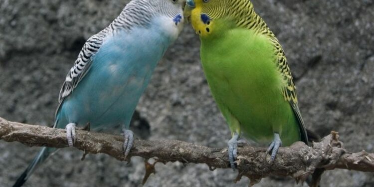 Où placer un nid dans une cage de perruche ?