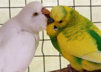 Où placer un nid dans une cage de perruche ?