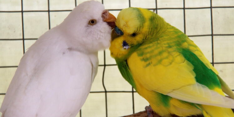 Où placer un nid dans une cage de perruche ?