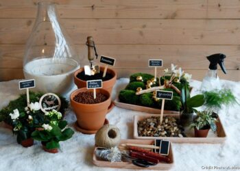 Où placer un terrarium plante ?