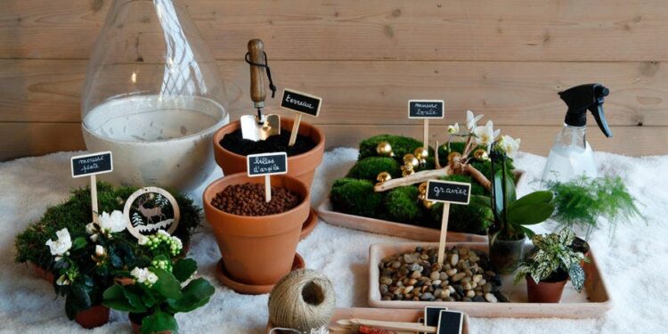 Où placer un terrarium plante ?