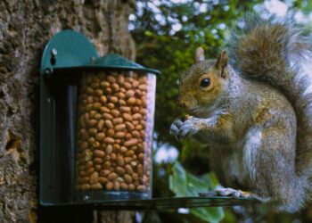 Où placer une mangeoire à écureuil ?