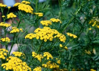 Où planter la tanaisie au jardin ?