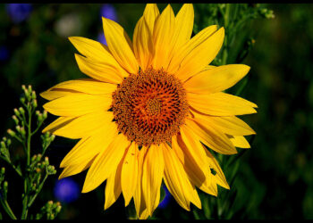 Où planter un tournesol dans le jardin ?