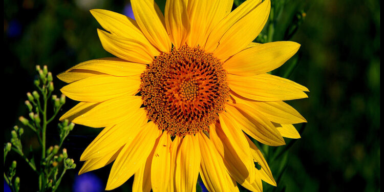Où planter un tournesol dans le jardin ?