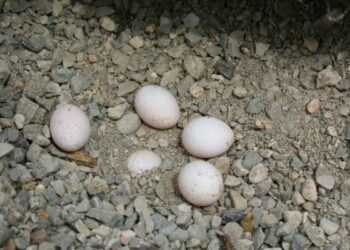 Où pondent les lézards ?