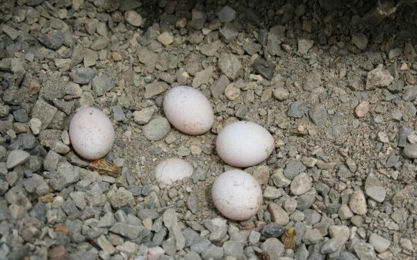 Où pondent les lézards ?