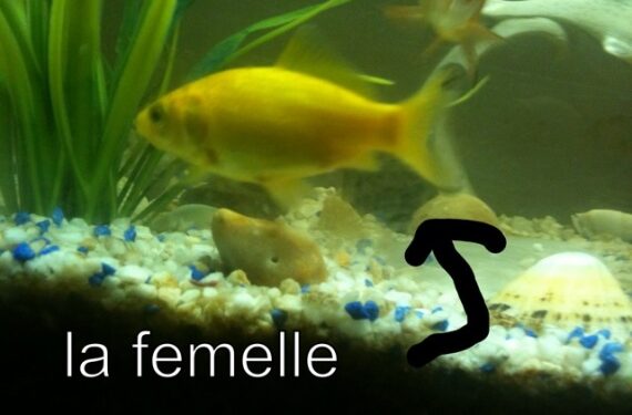 Où pondent les poissons rouges ?