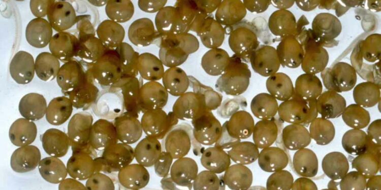 Où pondent les poissons rouges ?