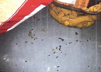 Où se cache les souris la journée ?