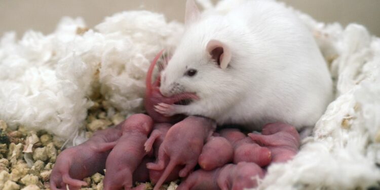 Où se cache les souris la journée ?