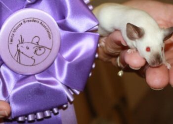 Où se cache les souris la journée ?