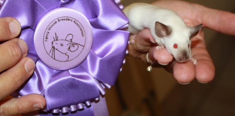 Où se cache les souris la journée ?