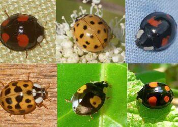 Où se cache les vipères ?