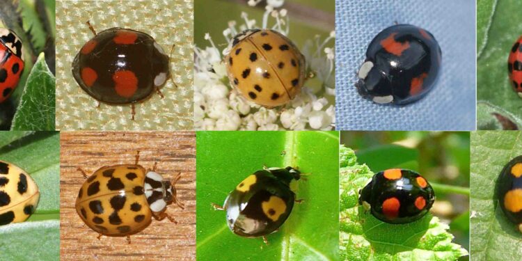 Où se cache les vipères ?