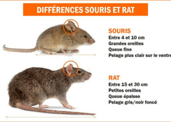 Où se cache un rat dans une maison ?
