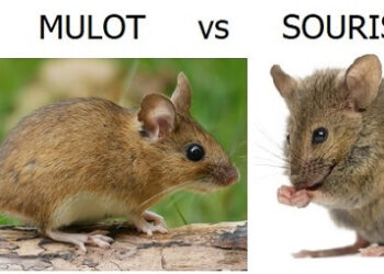 Où se cache une souris dans une maison ?