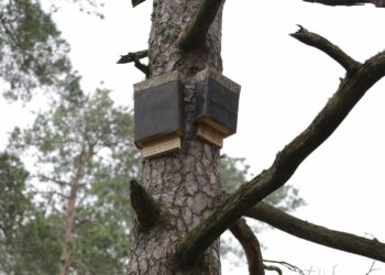Où se cachent les Chauves-souris la journée ?