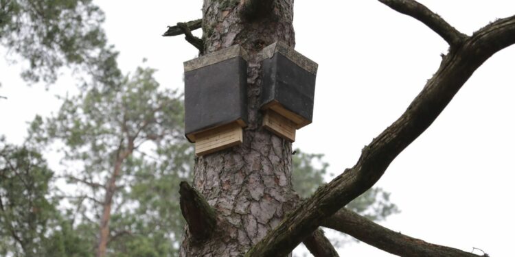 Où se cachent les Chauves-souris la journée ?