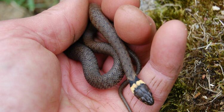 Où se cachent les couleuvres ?