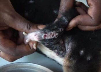 Où se cachent les larves de mouches ?