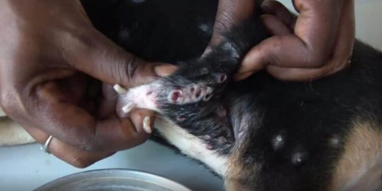 Où se cachent les larves de mouches ?