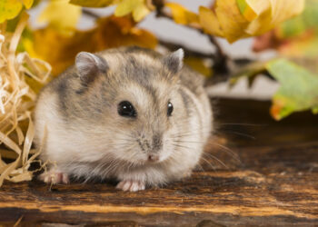 Où se fournissent les animaleries ?