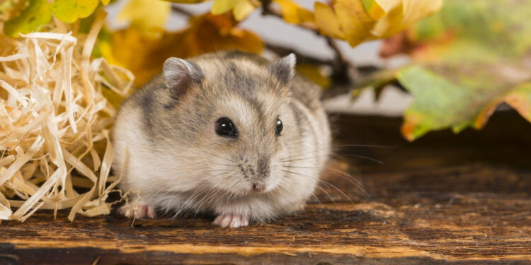 Où se fournissent les animaleries ?