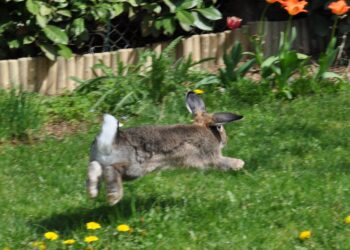 Où se loge le lapin ?