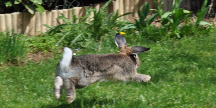 Où se loge le lapin ?