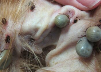 Où se loge les tiques sur un chien ?