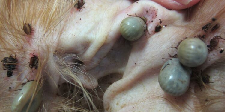 Où se loge les tiques sur un chien ?