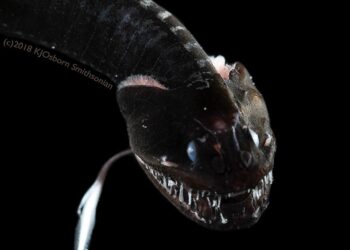 Où se trouve la lamproie ?